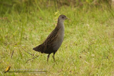 Burrito grande (Ash-Throated Crake) Porzana albicollis