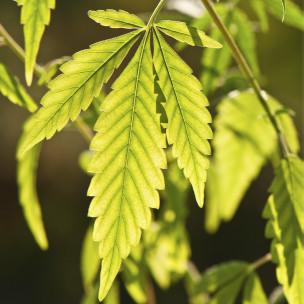 Drogas y prostitución para estimular la economía: ¿modelo a seguir? marihuana Drogas y prostitución para estimular la economía: ¿modelo a seguir?