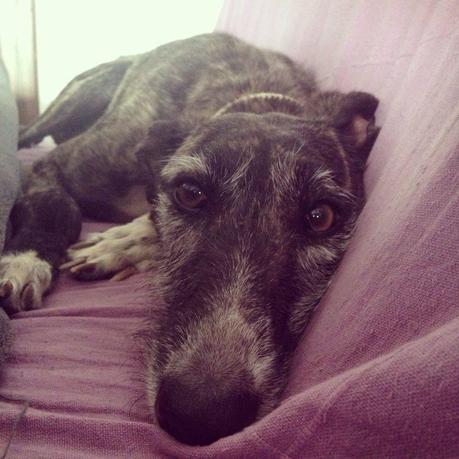 FIONA, PRECIOSA GALGA EN ADOPCIÓN. (ZARAGOZA)