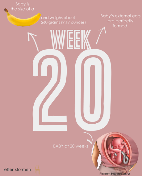 Semana 20 Embarazo | Week 20 Pregnancy
