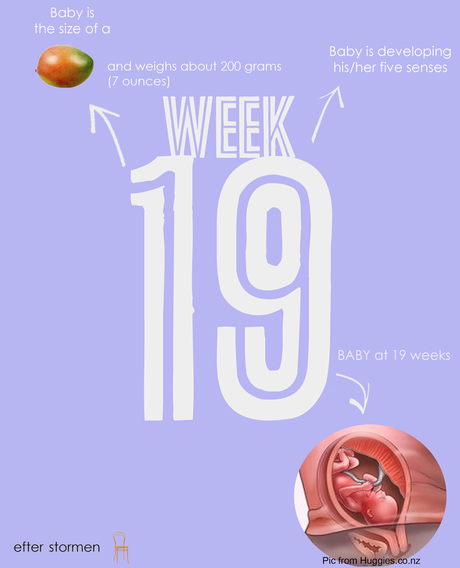 Semana 19 Embarazo | Week 19 Pregnancy