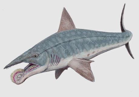 Helicoprion