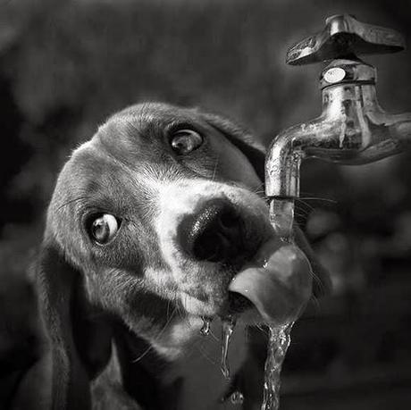 Sabes cómo beben agua los perros? Sabes cómo beben agua los perros?