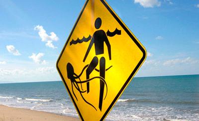 Aprende cómo prevenir y tratar las picaduras de los animales marinos Aprende cómo prevenir y tratar las picaduras de los animales marinos