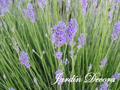 flores-color-azul-lavanda