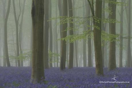 1a-Richard Thomas - Mist filled beech woodland carpeted with bluebells - Photoshelter