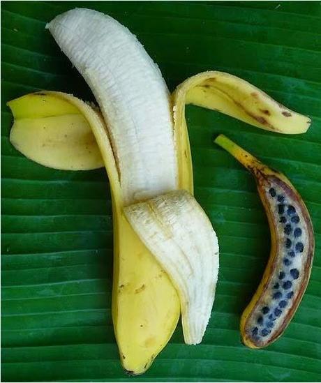 Plátanos, vitamina A y vidas humanas.