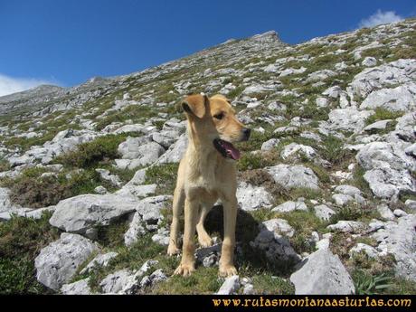 Ruta Lindes - Peña Rueda - Foix Grande: Cachorro