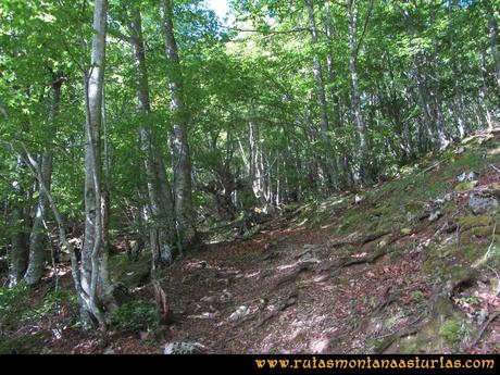 Ruta Lindes - Peña Rueda - Foix Grande: Atravesando hayedo dirección a Manín de Arriba