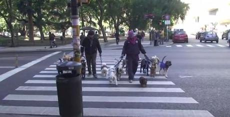 Los Aventureros Paseadores de Perros