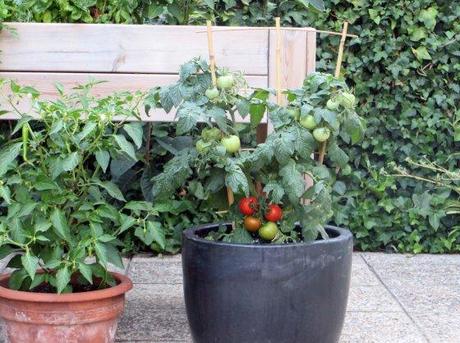 Hoy coronan a Felipe VI pero yo tengo mi primer tomate !!! tomate00