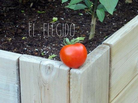 Hoy coronan a Felipe VI pero yo tengo mi primer tomate !!! tomate0