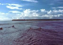 Pingelap, la isla del blanco y el negro Pingelap, la isla del blanco y el negro