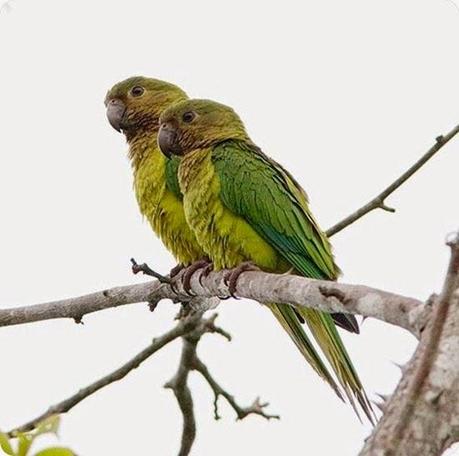 aicas loros