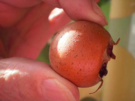 ¡¡ MORAS, MORITAS, MORAS !! ¡¡ MORAS, MORITAS, MORAS !!