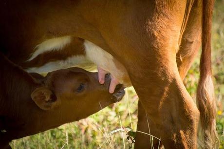 alimentacion consciente: quiero ser vegetariana alimentacion consciente: quiero ser vegetariana