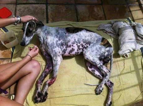 CASO DESESPERADO!!! GALGO ATROPELLADO NECESITA ATENCIÓN VETERINARIA!!! (SEVILLA) CASO DESESPERADO!!! GALGO ATROPELLADO NECESITA ATENCIÓN VETERINARIA!!! (SEVILLA)