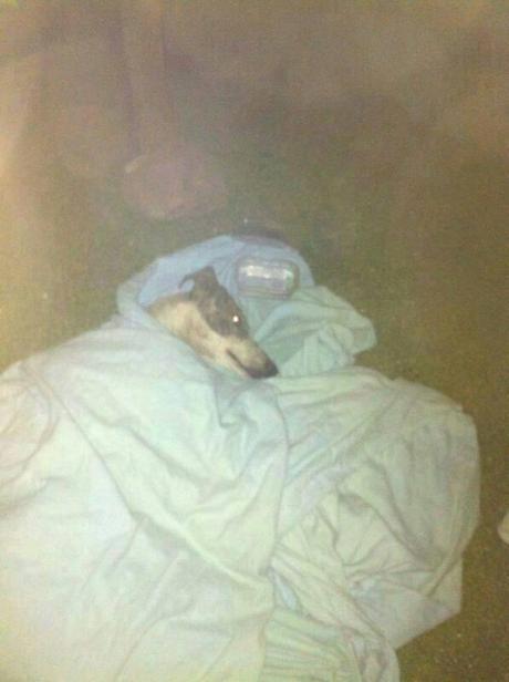 CASO DESESPERADO!!! GALGO ATROPELLADO NECESITA ATENCIÓN VETERINARIA!!! (SEVILLA) CASO DESESPERADO!!! GALGO ATROPELLADO NECESITA ATENCIÓN VETERINARIA!!! (SEVILLA)