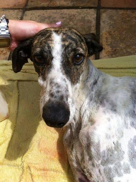 CASO DESESPERADO!!! GALGO ATROPELLADO NECESITA ATENCIÓN VETERINARIA!!! (SEVILLA) CASO DESESPERADO!!! GALGO ATROPELLADO NECESITA ATENCIÓN VETERINARIA!!! (SEVILLA)