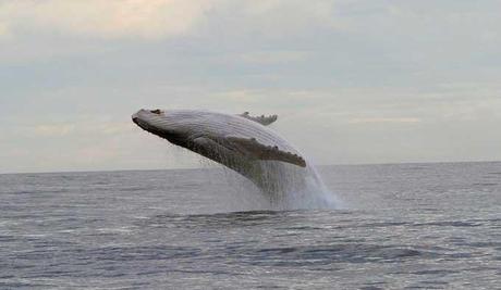salto de Migaloo, la ballena blanca