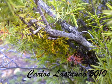 Las plantas también tienen parásitos.