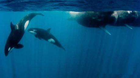 orcas juegan bajo el agua orcas juegan bajo el agua
