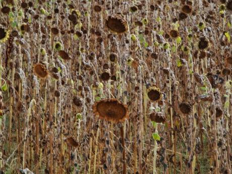 Los girasoles