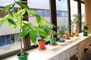 Beneficios de las Plantas para la Salud