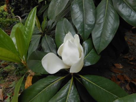 BARCELONA, CALZADOS ÁLVAREZ, 1850-2014...C/ MARIÁ CUBÍ, Nº 3, GALA PLACIDIA....24-05-2014...!!! BARCELONA, CALZADOS ÁLVAREZ, 1850-2014...C/ MARIÁ CUBÍ, Nº 3, GALA PLACIDIA....24-05-2014...!!!