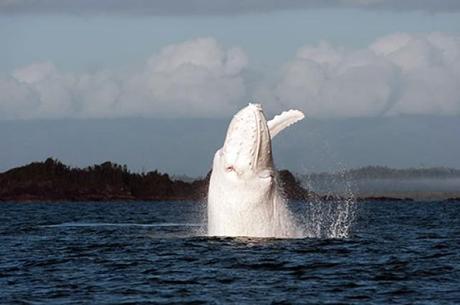 Migaloo, la ballena albina