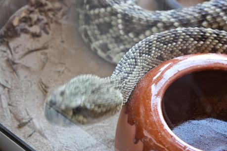 Día 466: La piel de serpiente también se cae en #sanjuan.