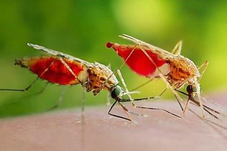 Relatos de Ciencia Ficción - 2: Diálogos entre mosquitos.