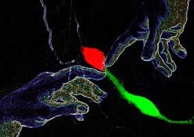 <p>Los resultados se publican en la revista Nature Cell Biology. Imagen de la UV.</p>