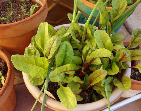 3 Reglas básicas para el cultivo en macetas acelgas en macetas