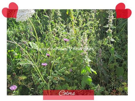 El mejor juego : la naturaleza El mejor juego : la naturaleza