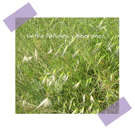 El mejor juego : la naturaleza El mejor juego : la naturaleza