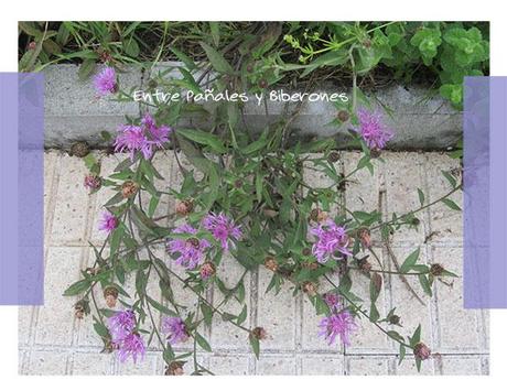 El mejor juego : la naturaleza El mejor juego : la naturaleza