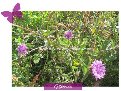 El mejor juego : la naturaleza El mejor juego : la naturaleza