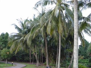 EL JARDÍN BOTÁNICO DE SINGAPUR