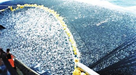 Ejemplo de práctica pesquera NO sostenible