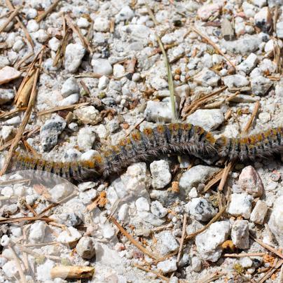 Procesionaria del Pino (Thaumetopoea pityocampa)