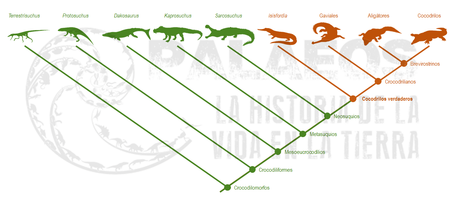 ¿Qué es un cocodrilo?