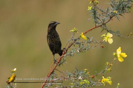 Varillero ala amarilla (Yellow-winged Blackbird)  Agelasticus thilius