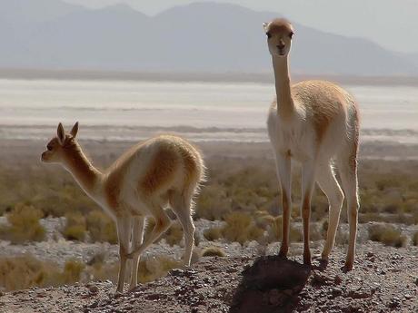 Salinas grandes