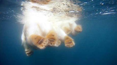 osos polares nadando