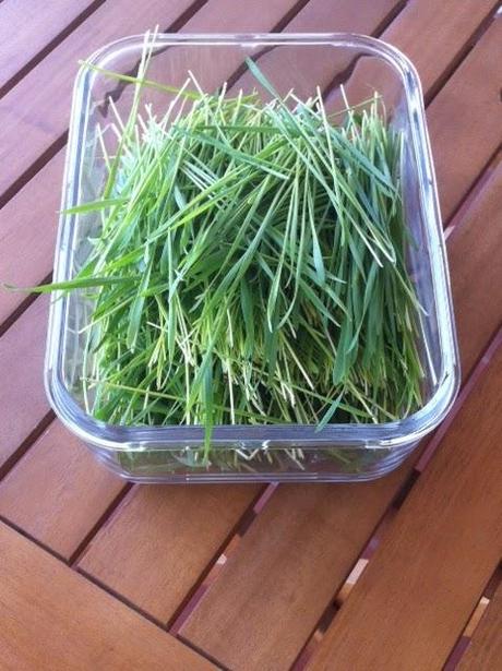 HIERBA DE TRIGO HIERBA DE TRIGO