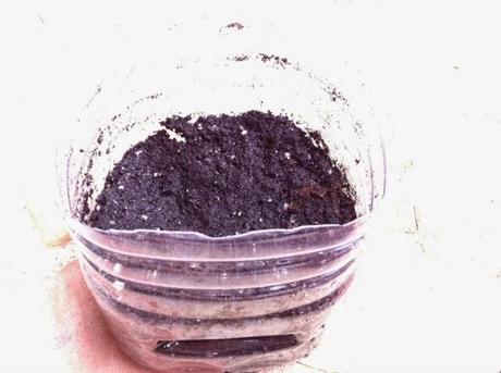 HIERBA DE TRIGO HIERBA DE TRIGO