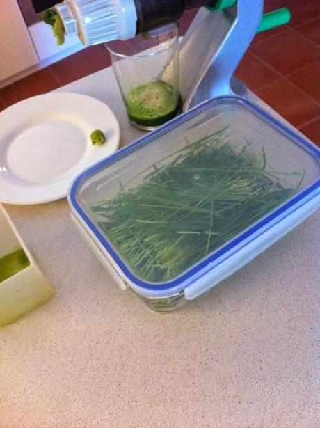 HIERBA DE TRIGO HIERBA DE TRIGO