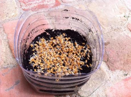 HIERBA DE TRIGO HIERBA DE TRIGO