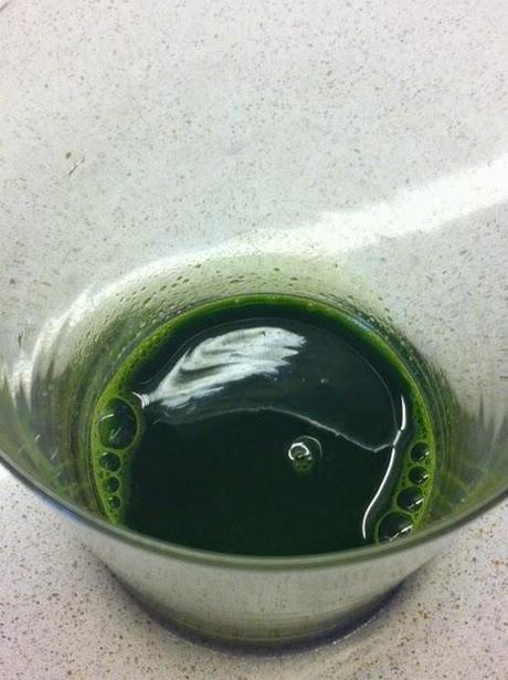 HIERBA DE TRIGO HIERBA DE TRIGO